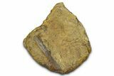 Hadrosaur Partial Caudal Vertebra with Ossified Tendon - Wyoming #370973-1